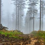 Forest in the fog