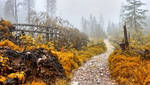 Autumn trail by miirex