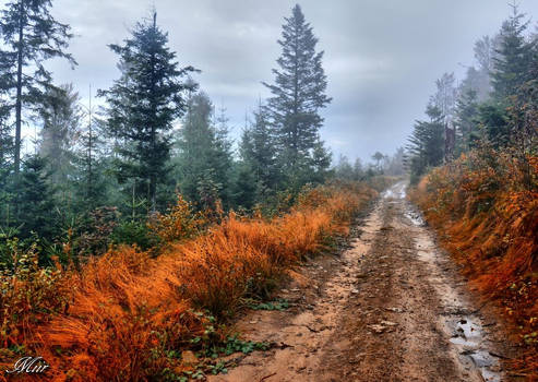 Autumn trail