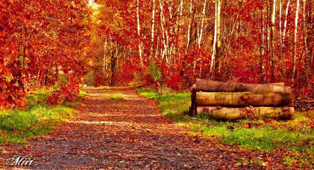 Autumn path