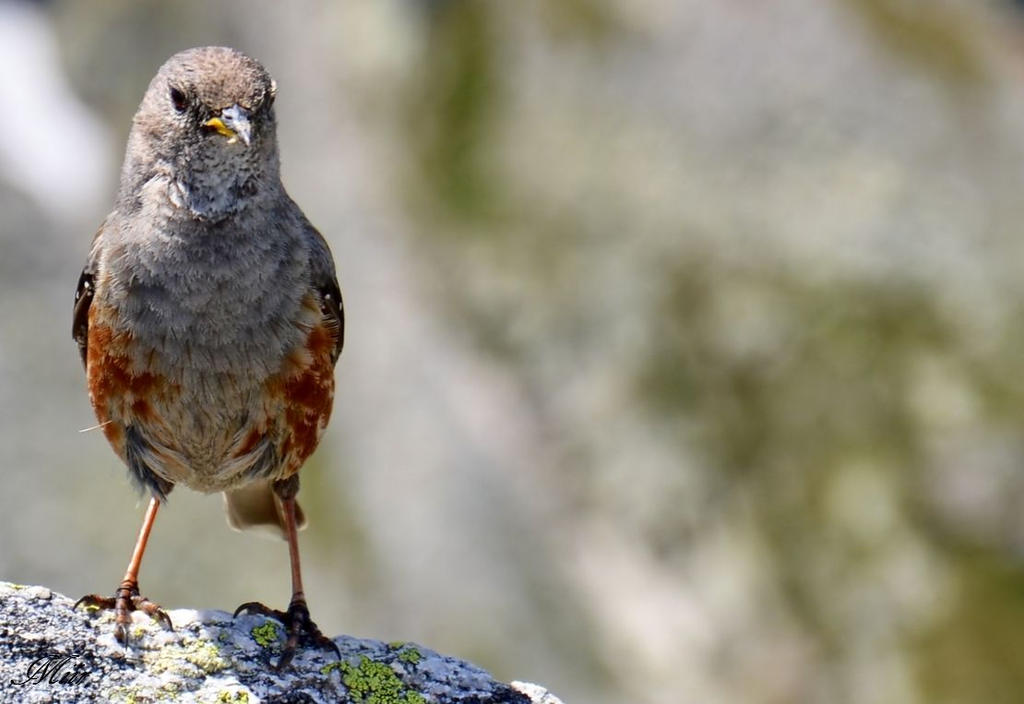 The bird of the mountains. by miirex on DeviantArt