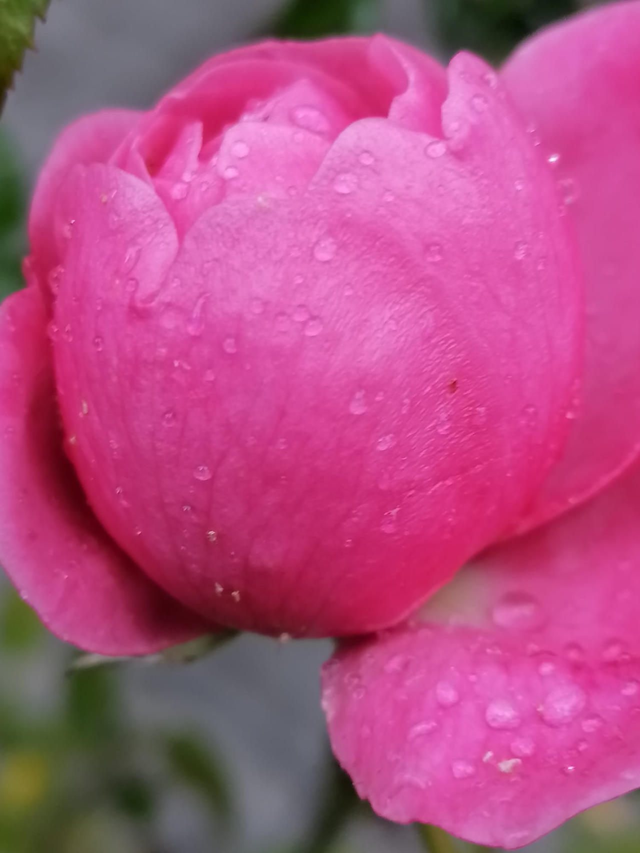 86 Roses by ROSES87 on DeviantArt