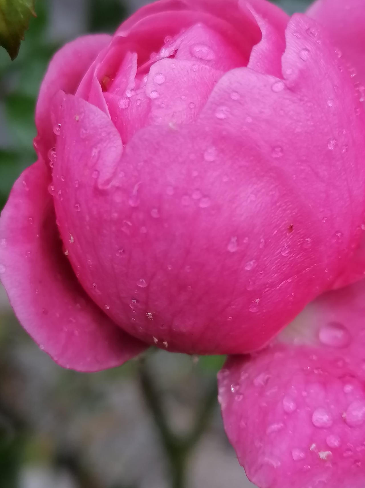 87 Roses by ROSES87 on DeviantArt