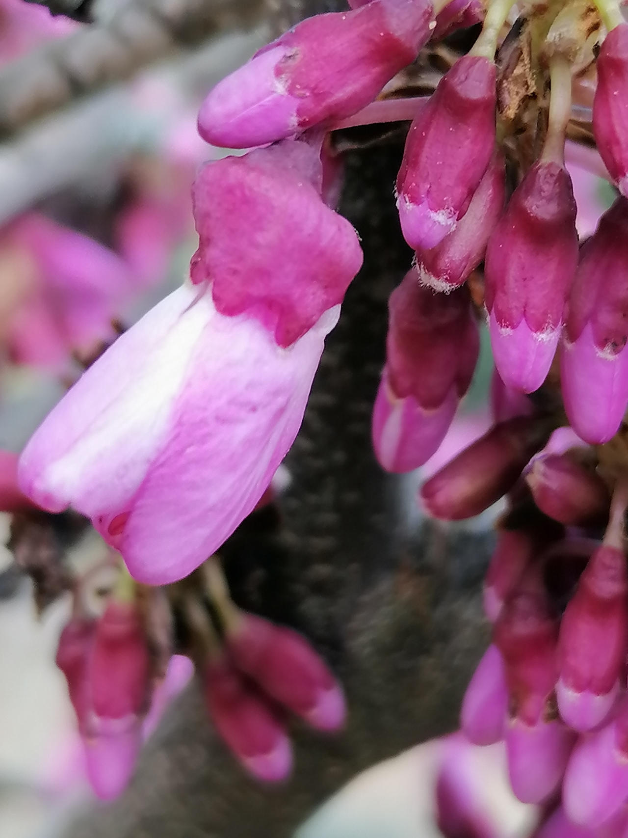 Cercis Siliquastrum Albero Di Giuda 04 TREES Cercis Siliquastrum - Albero di Giuda. by ROSES87 on DeviantArt