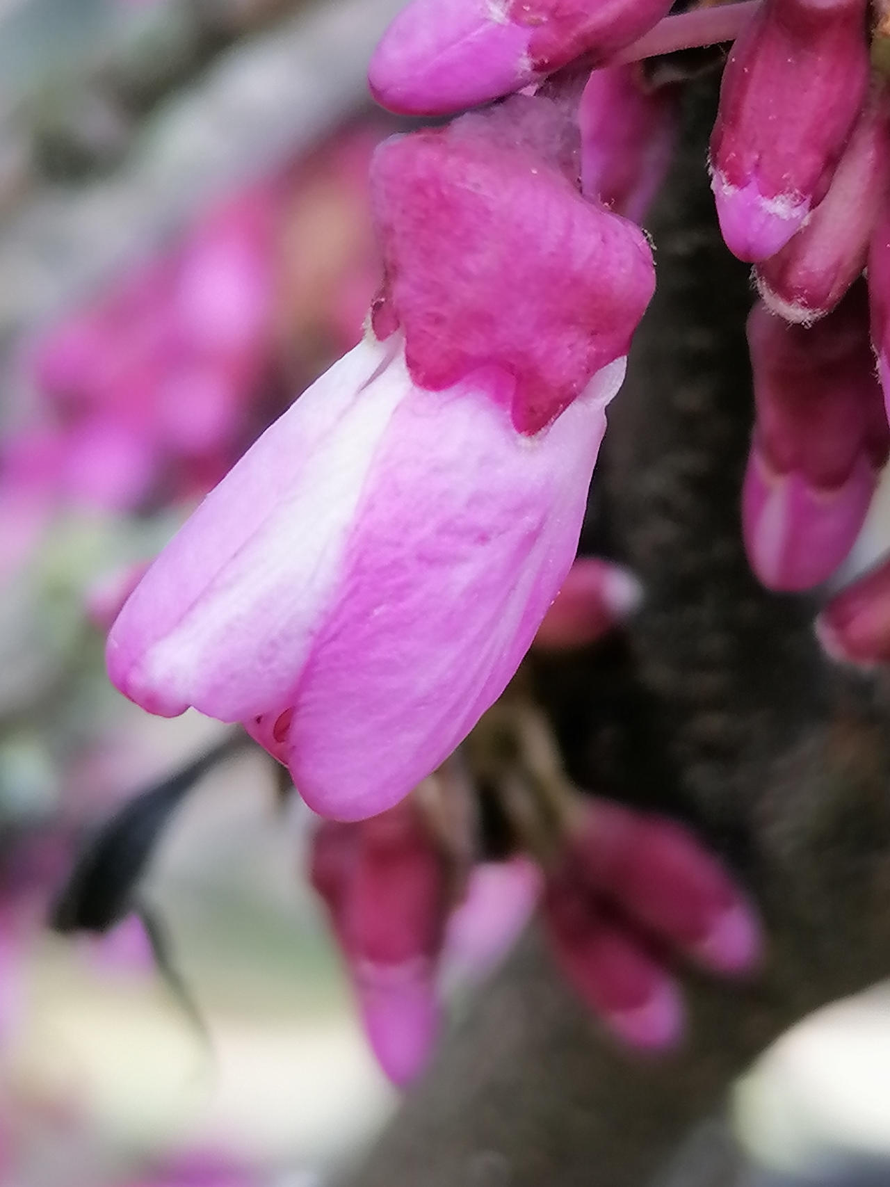 Cercis Siliquastrum Albero Di Giuda