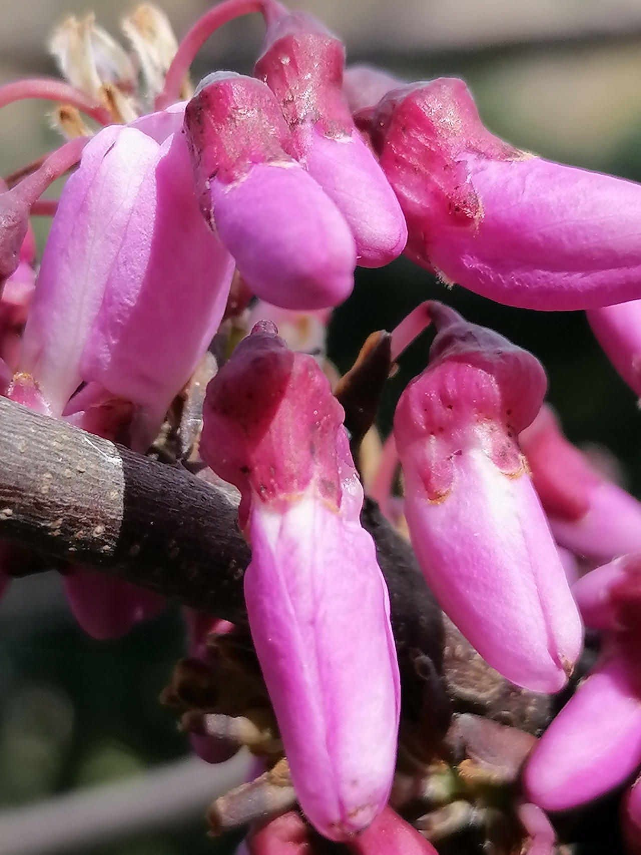 Cercis Siliquastrum Albero Di Giuda 06 TREES Cercis Siliquastrum - Albero di Giuda. by ROSES87 on DeviantArt