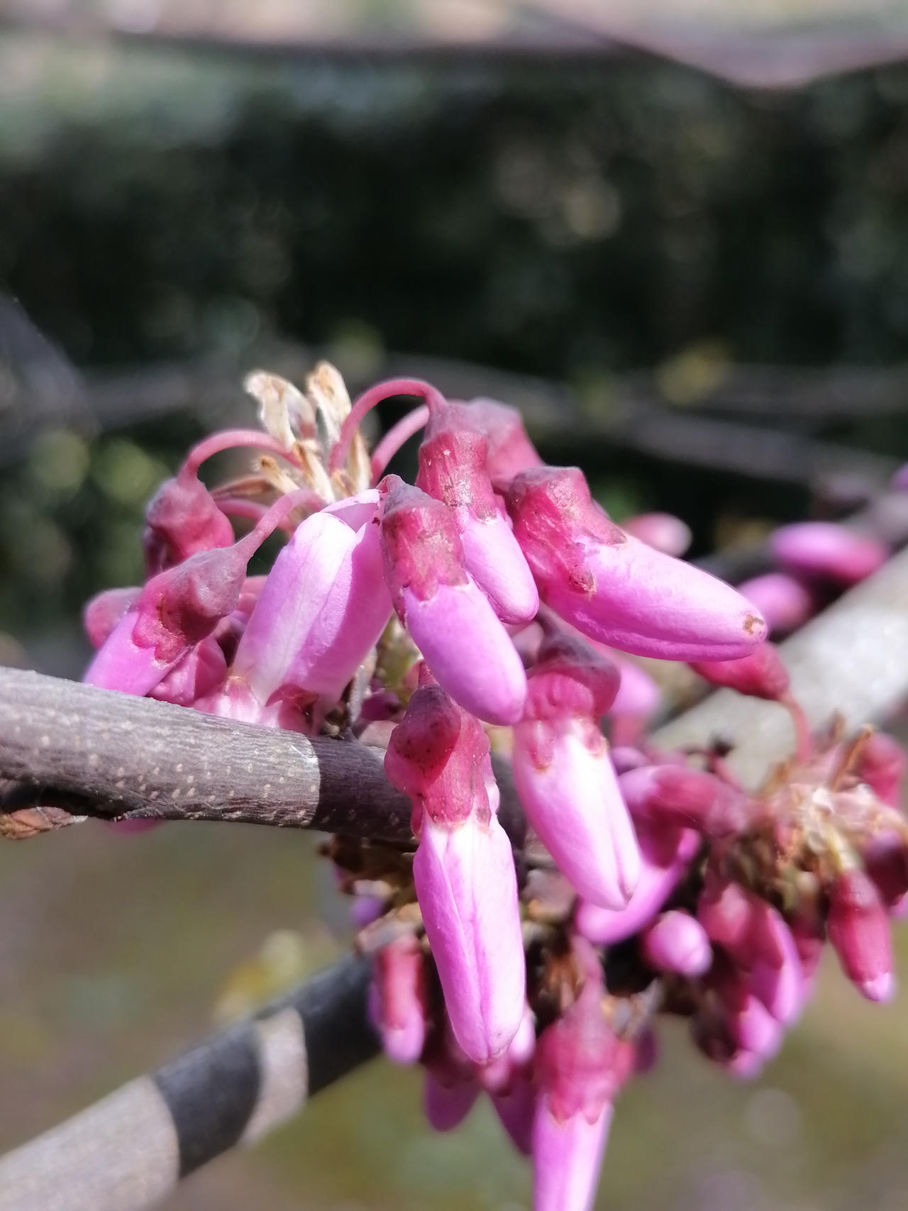 Cercis Siliquastrum Albero Di Giuda 07 TREES Cercis Siliquastrum - Albero di Giuda. by ROSES87 on DeviantArt