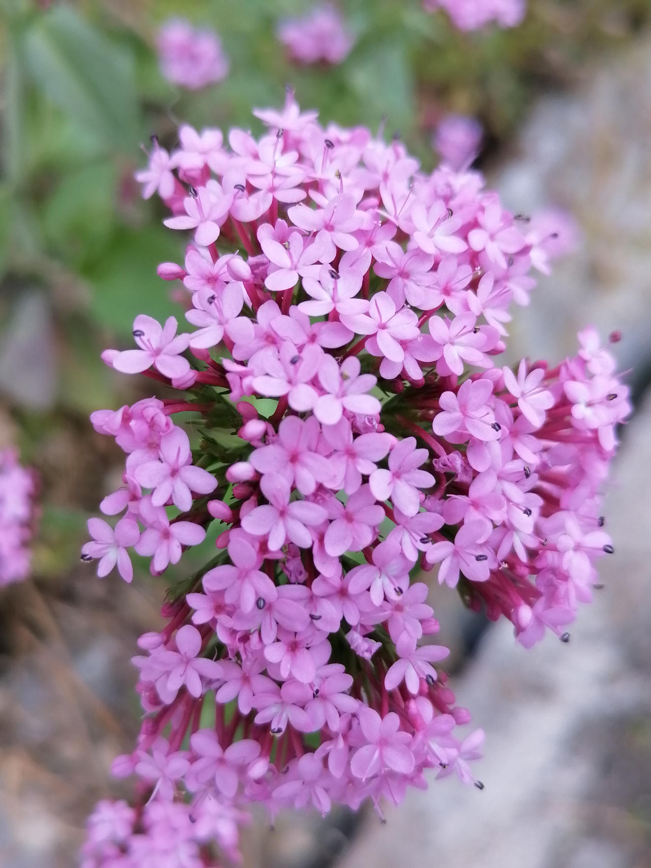Centrantus Ruber Centranthus Ruber. 01 by ROSES87 on DeviantArt