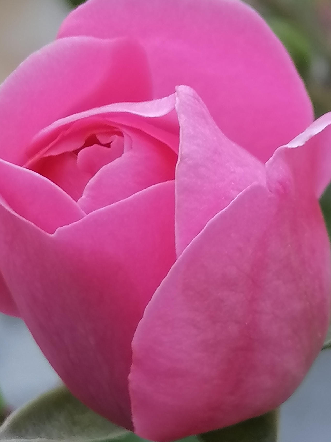 42 Roses 43 Roses by ROSES87 on DeviantArt