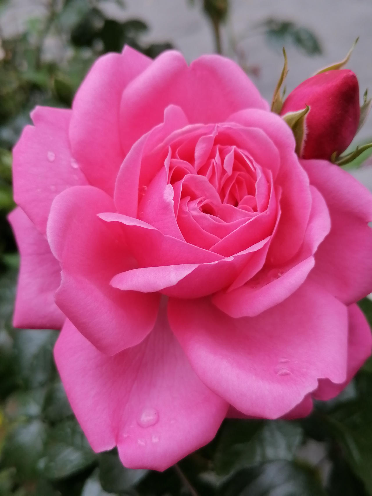 46 by ROSES87 on DeviantArt