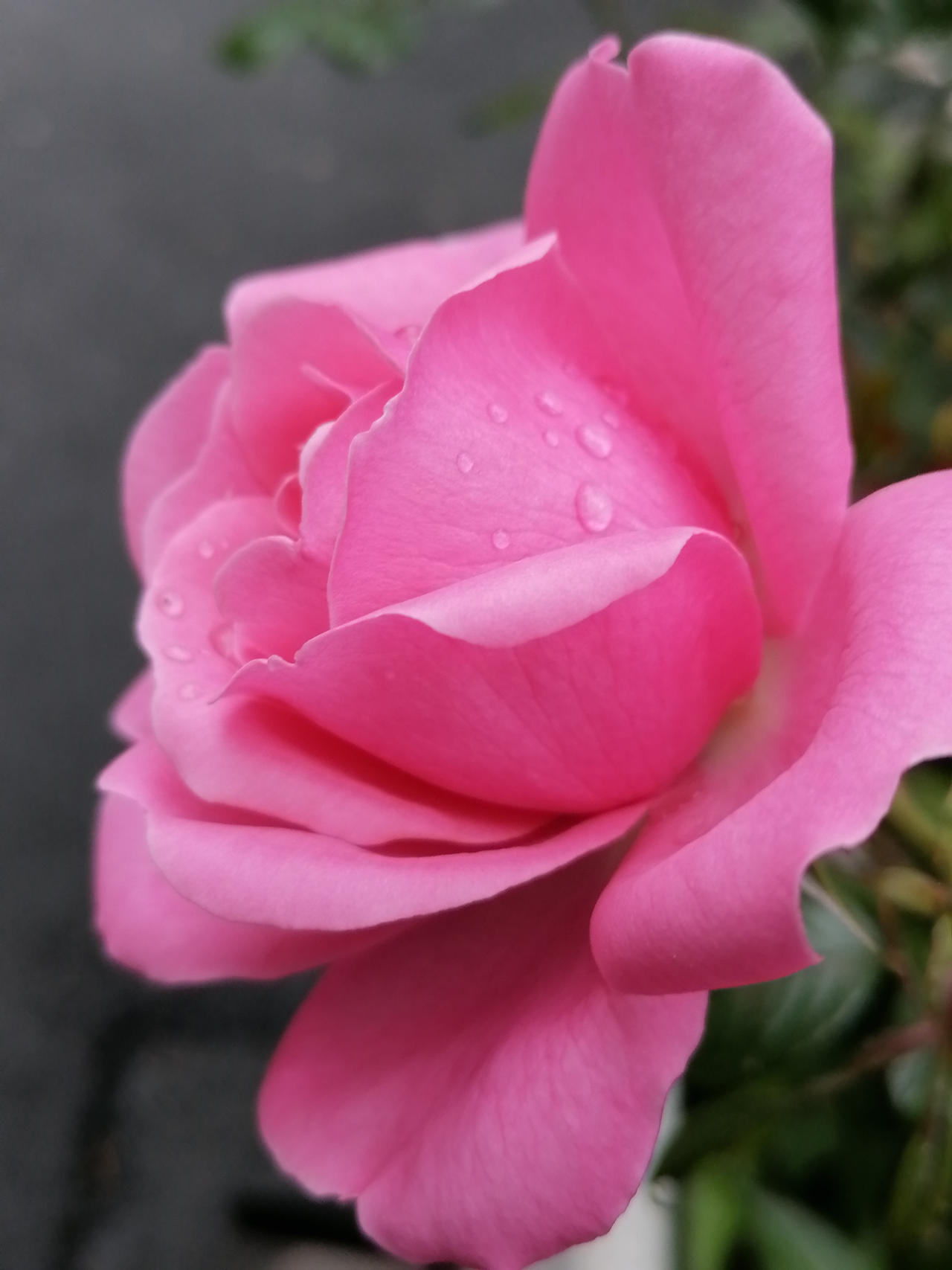 49 Roses by ROSES87 on DeviantArt