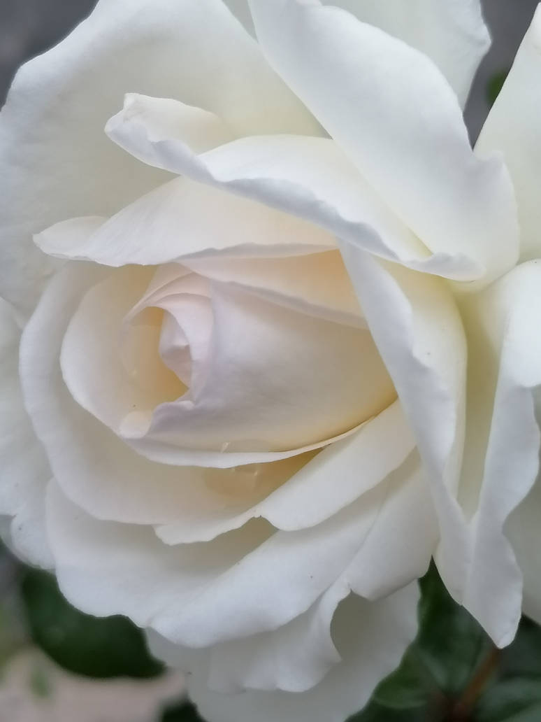 62 Roses by ROSES87 on DeviantArt