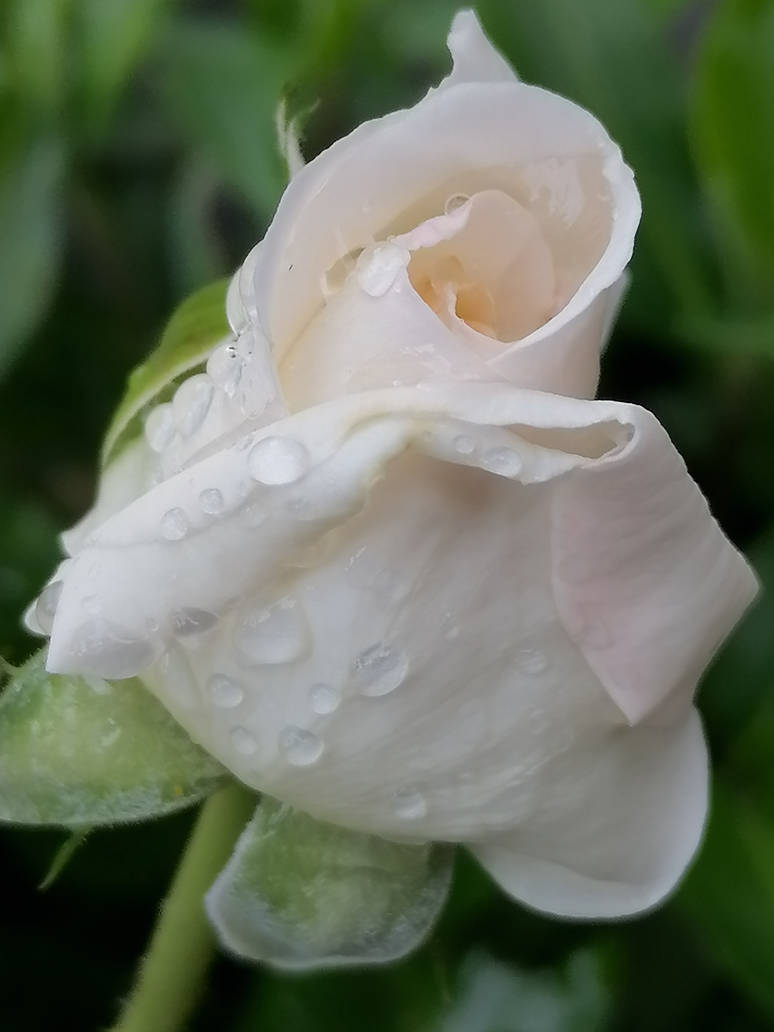 71 Roses 71 Roses by ROSES87 on DeviantArt
