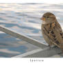 sparrow