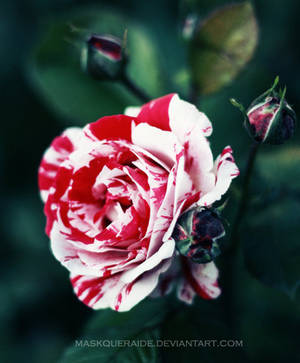 : painting the roses red . by maskqueraide : painting the roses red . by maskqueraide