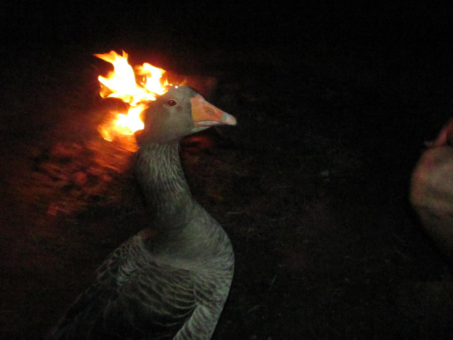 Fire Duck by MatoroIgnika