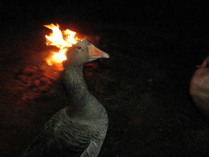 Fire Duck