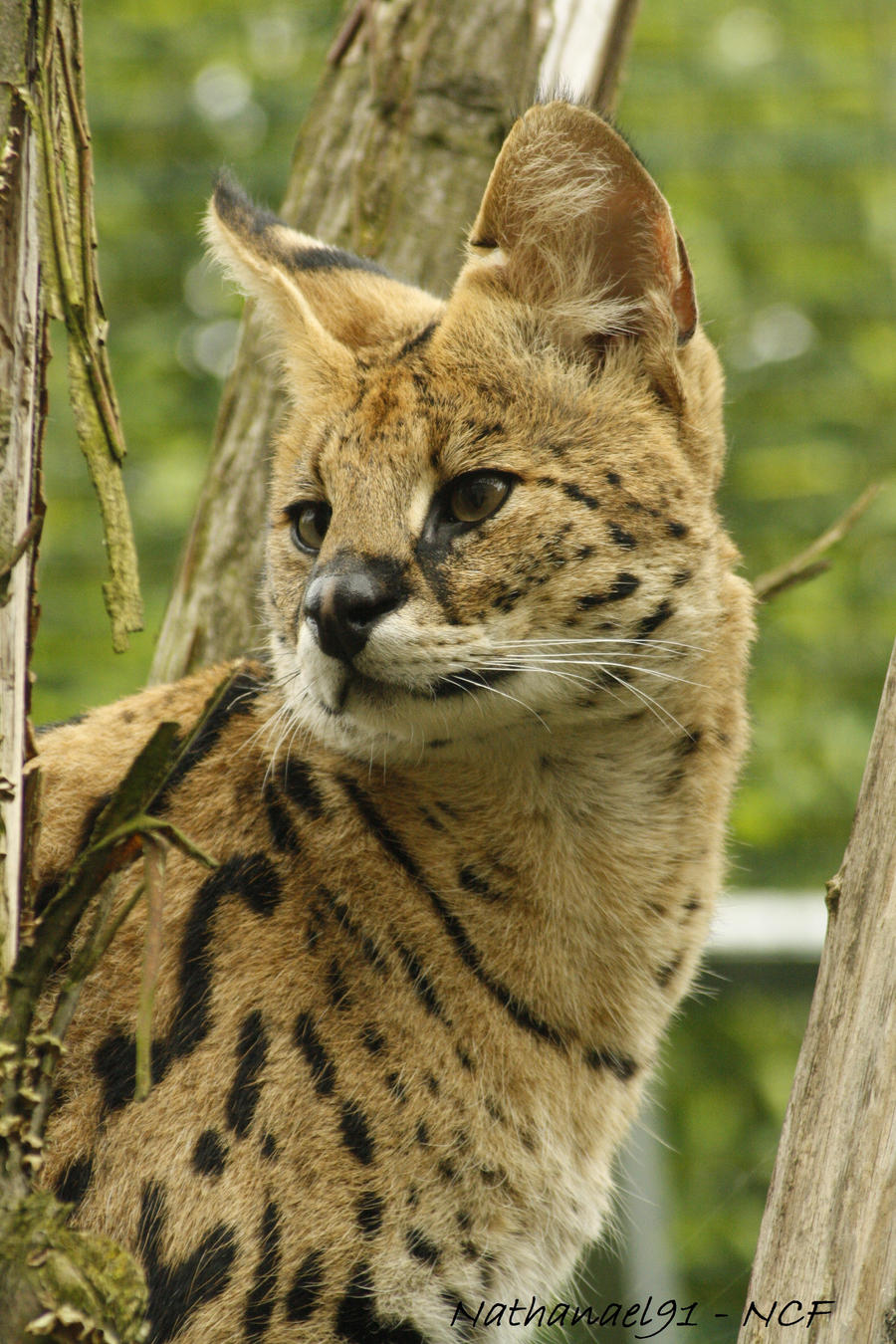 Leptailurus serval