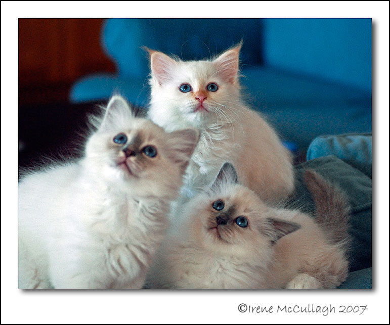 Fluffy Trilogy