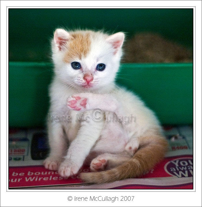 Caramel kitten with warm brown coat