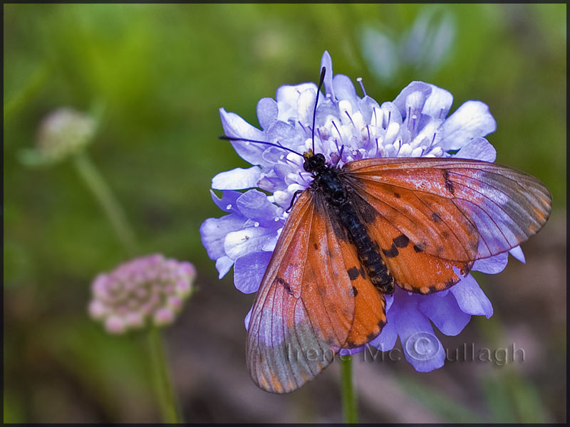 Monarch on Scabacious DESKTOP