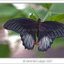 Butterfly - Red Wing Spots
