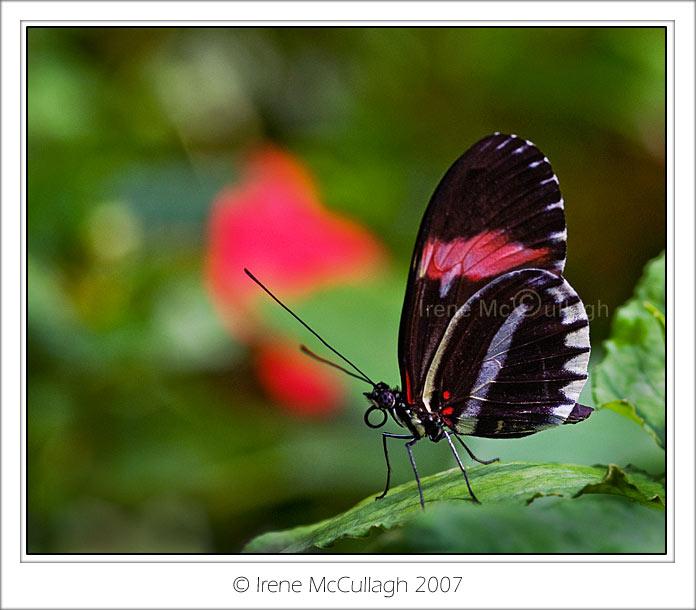 Butterfly with Reds