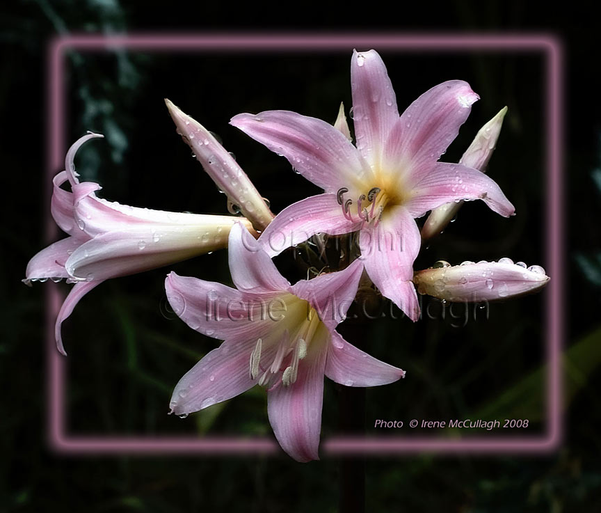 March Lilies in Pinkness