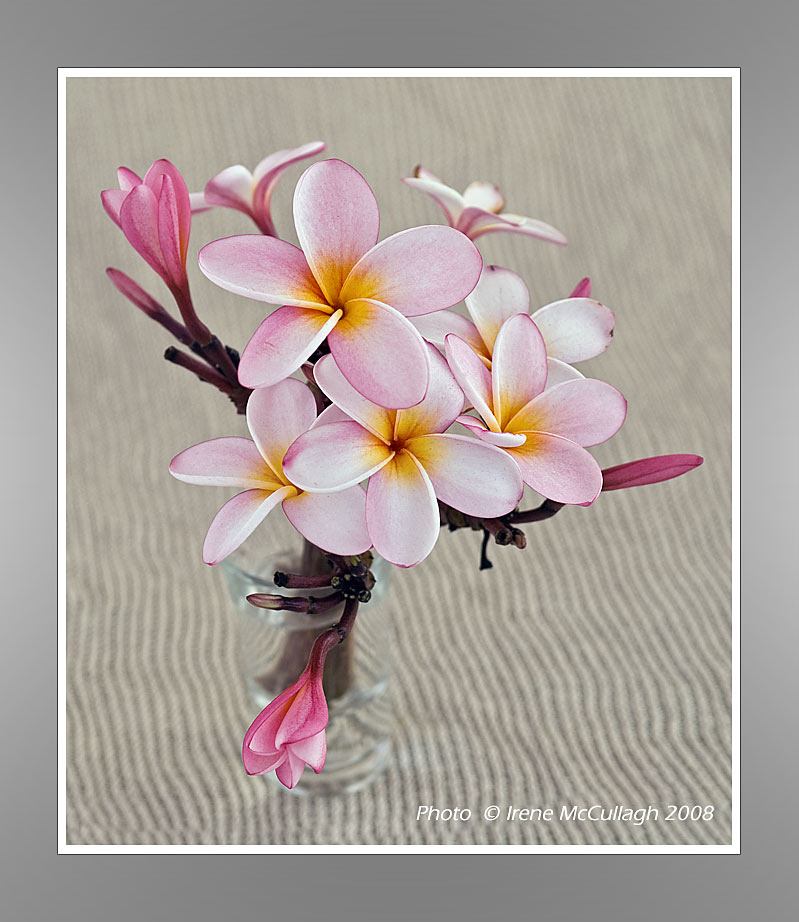 Frangipani