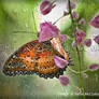 Lace Wing Butterfly