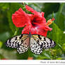 Hibiscus Butterfly