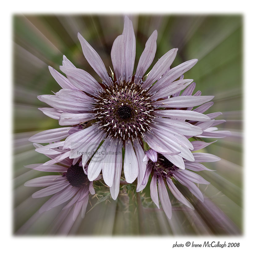 Flower Zoom