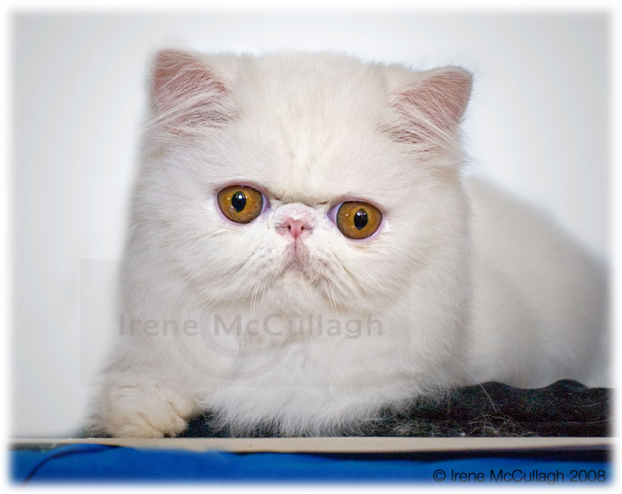 White Persian Kitten