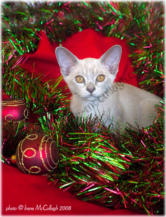 Burmese Kitten Christmas Shoot