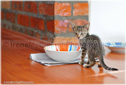 The Hugest Waterbowl