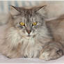Olivia our Silver Maine Coon