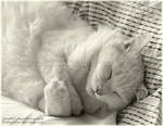 Ziggy Asleep by substar