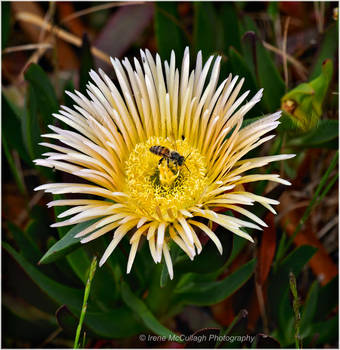 Bee in Succulent Flower