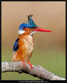 Bad hair day - Malachite Kingfisher