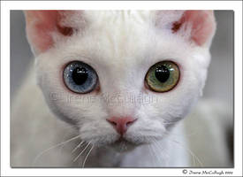 Odd-Eyed Devon Rex