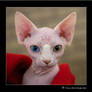 Odd-Eyed Sphynx Kitten