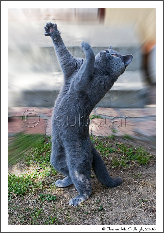 Dancing Bear Cat