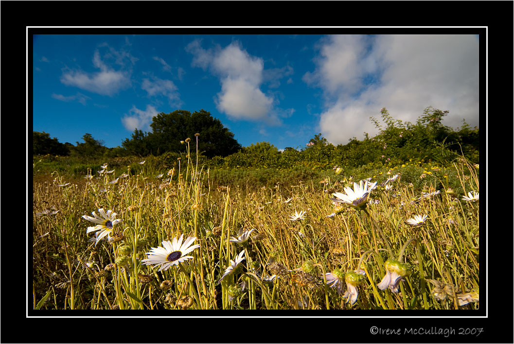 Field of Flowers