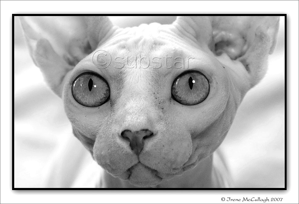 SPHYNX