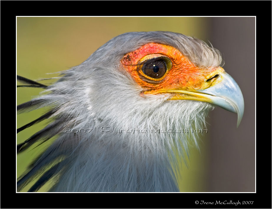 Secretary Bird