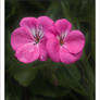 Pink Geraniums