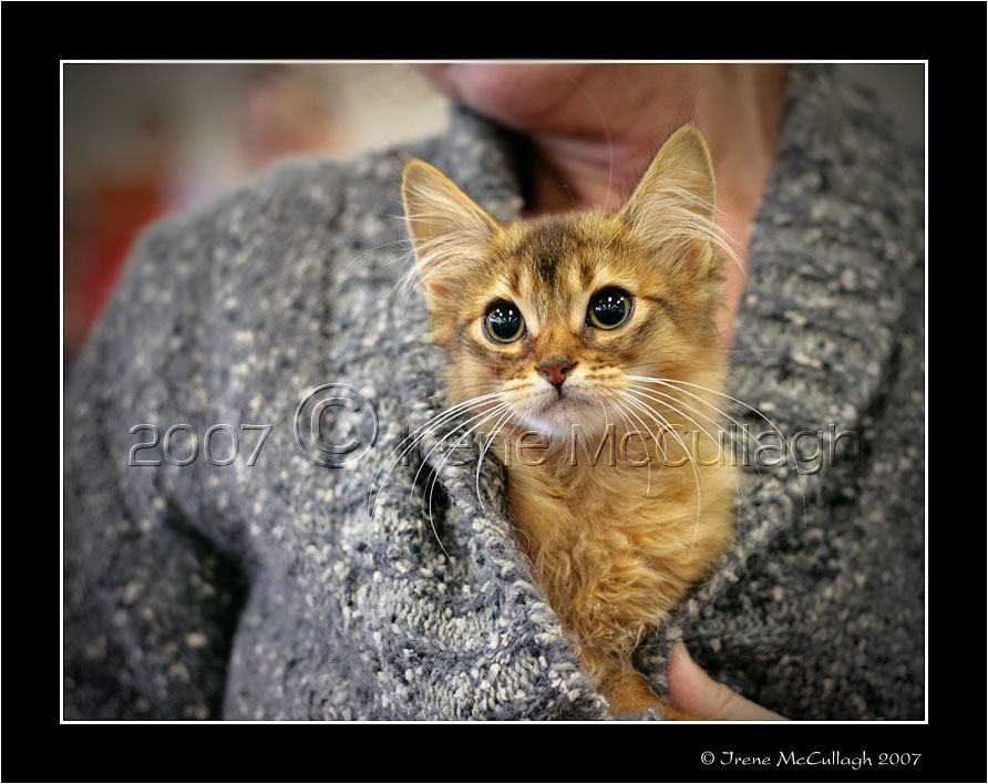 Kitten Peeking out of Jacket