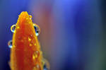 Macro Rainbow Flower by TimberClipse Macro Rainbow Flower by TimberClipse