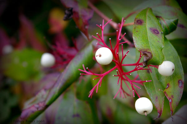 Macro Berries ::