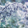 Winter Song ::